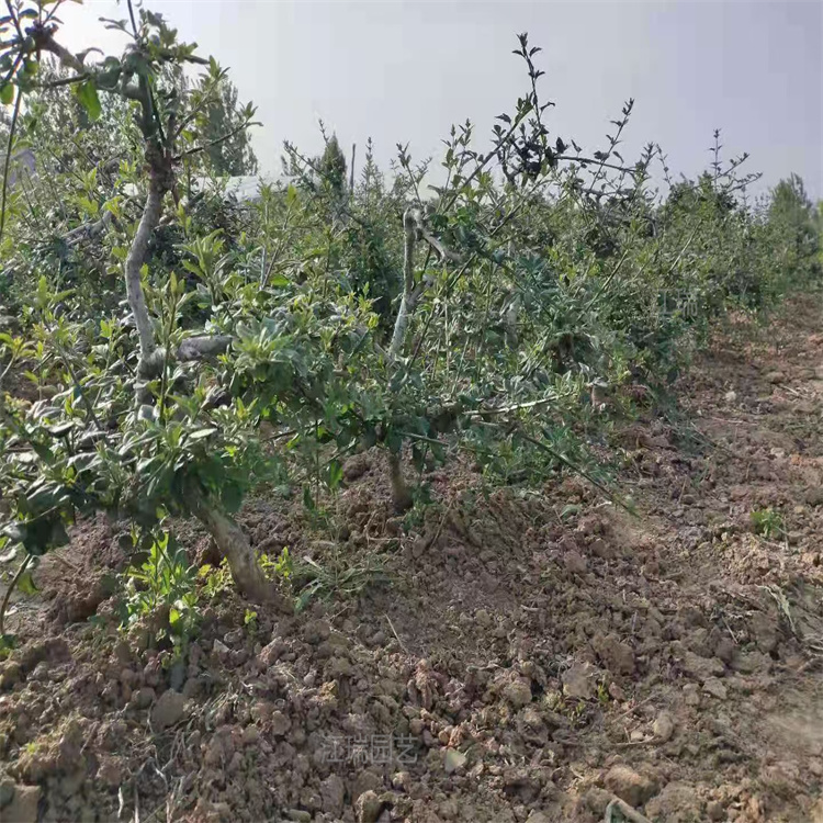 山东迎春花围墙篱笆用苗 迎春花规格齐全 迎春生长茂盛 江瑞