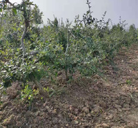 山东迎春花围墙篱笆用苗 迎春花规格齐全 迎春生长茂盛 江瑞