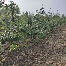 山东迎春花围墙篱笆用苗 迎春花规格齐全 迎春生长茂盛 江瑞