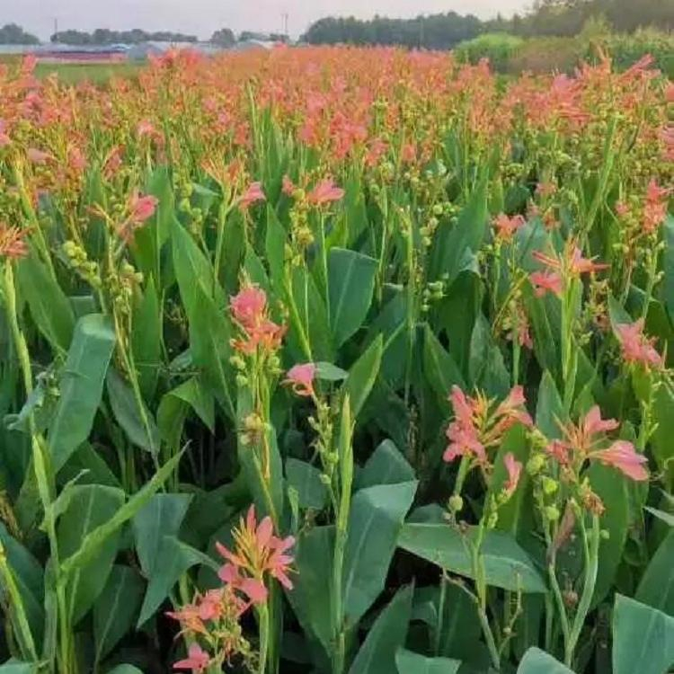 美人蕉地栽苗 美人蕉批发 基地报价 新希望花卉