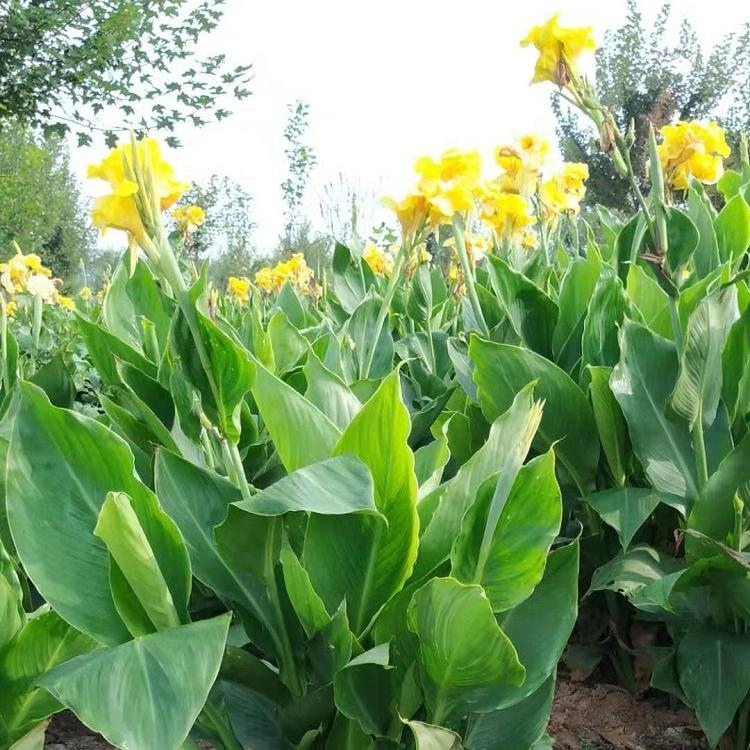 多种花色可选 美人蕉基地种植 根系多长势好 新希望花卉