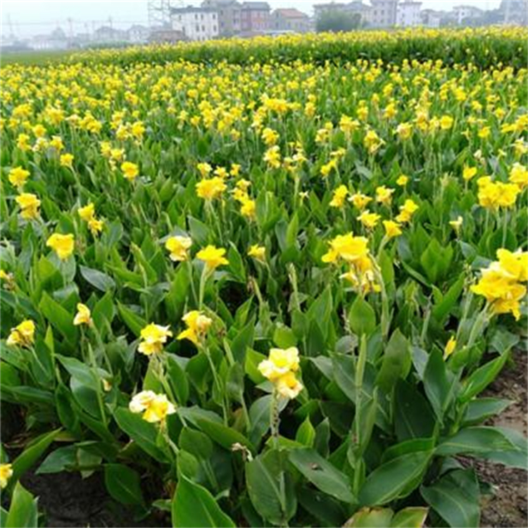 根系多长势好 多种花色可选 公园绿化带用