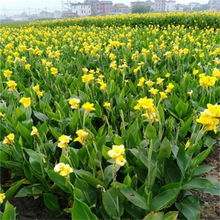 根系多长势好 多种花色可选 公园绿化带用
