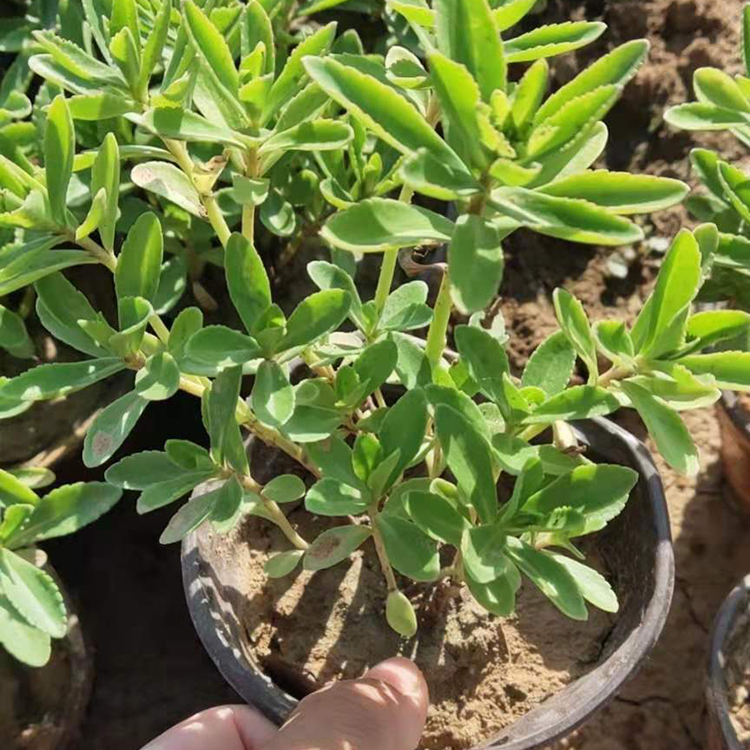 三七景天杯苗 三七景天供应 好成活 青州宿根草花出售