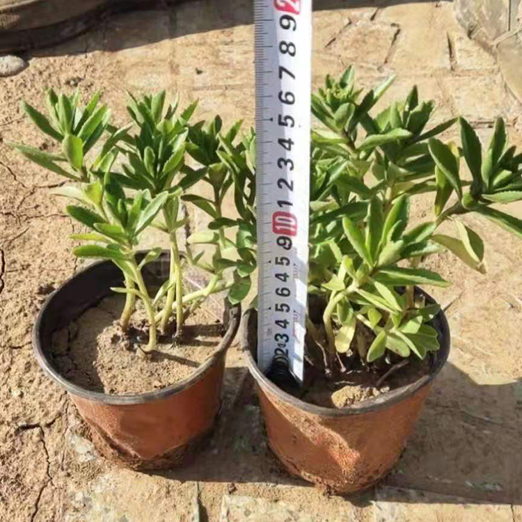 三七景天苗 三七景天批发 新希望为您报价 宿根草花