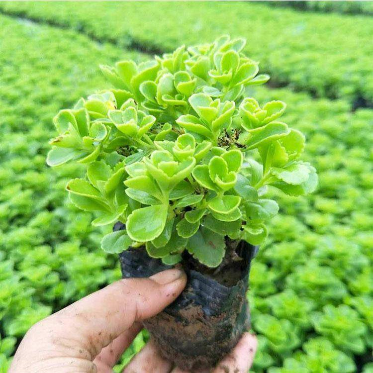 三七景天苗 盆栽三七景天价格 适应性强 山东宿根植物