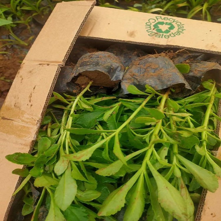 费菜 盆栽三七景天价格 适应性强 山东宿根植物