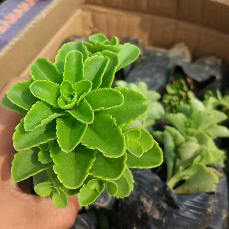 费菜 出售三七景天 适应性强 青州宿根草花出售