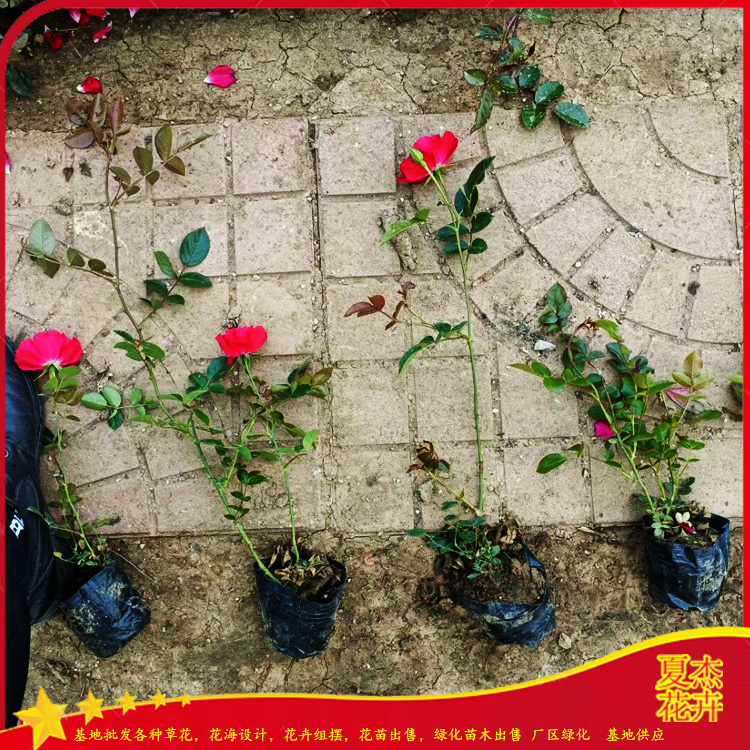 地被月季价格 地被月季批发出售 地被月季种植基地