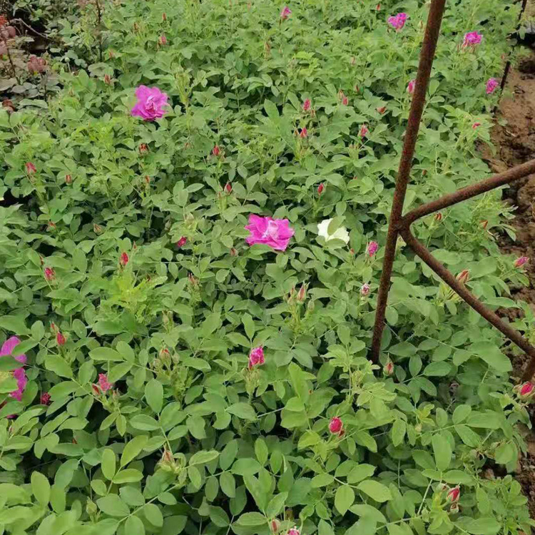 盆栽四季玫瑰批发 四季玫瑰花苗出售 四季玫瑰价格 夏杰花卉