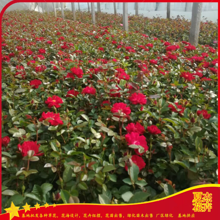 盆栽地被月季出售  地被月季种植厂家 地被月季育苗基地 夏杰花卉