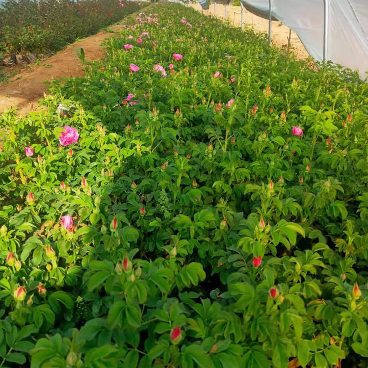 四季玫瑰价格  四季玫瑰出售 四季玫瑰种植基地 夏杰花卉