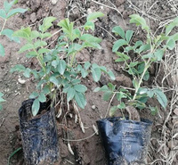 山东四季玫瑰繁育基地 四季玫瑰大型花坛镶边用 植株粗壮 江瑞一手货源