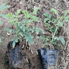 山东四季玫瑰繁育基地 四季玫瑰大型花坛镶边用 植株粗壮 江瑞一手货源