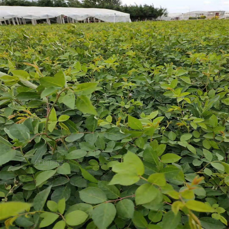青州蔷薇围墙篱笆用苗 大花蔷薇质量优良 蔷薇小苗移栽成活高 江瑞