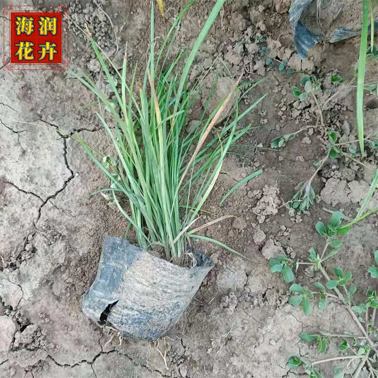 批发麦冬草 细叶麦冬 绿化用麦冬草小苗  海润花卉 现货供应