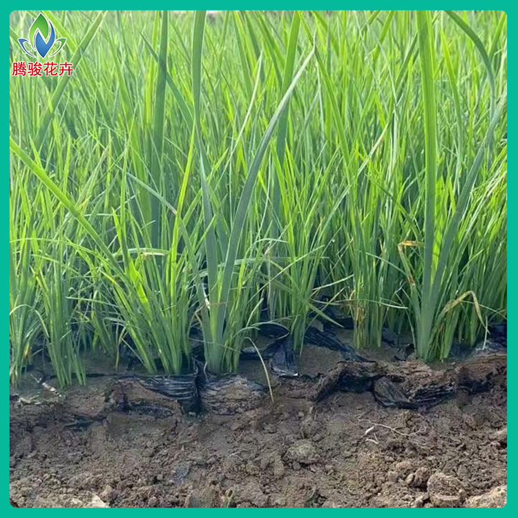 腾骏批发 大量公园绿地植物  马兰花 马蔺种植基地