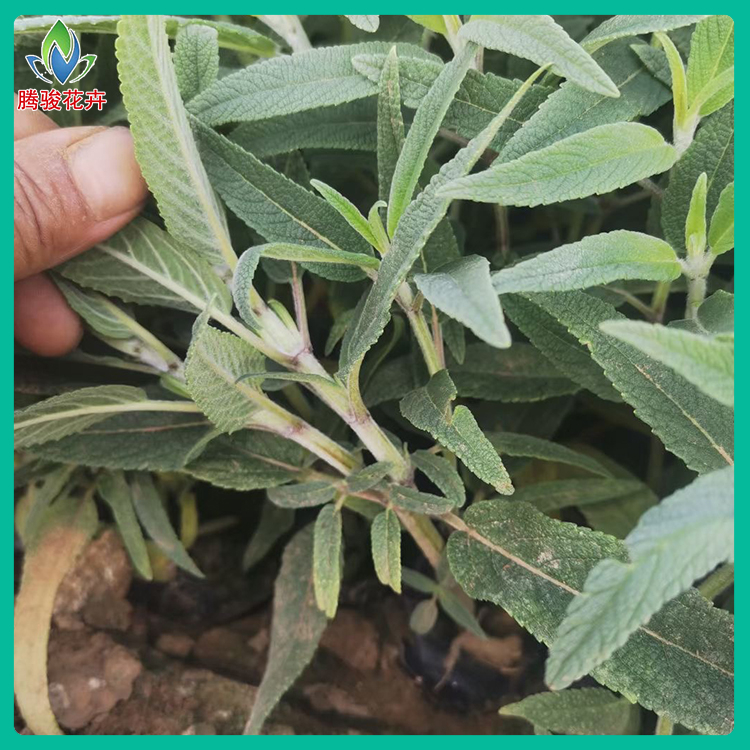 墨西哥鼠尾草批发 腾骏花卉 宿根草花长期供应