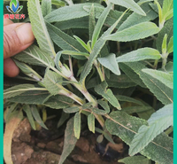墨西哥鼠尾草批发 腾骏花卉 宿根草花长期供应