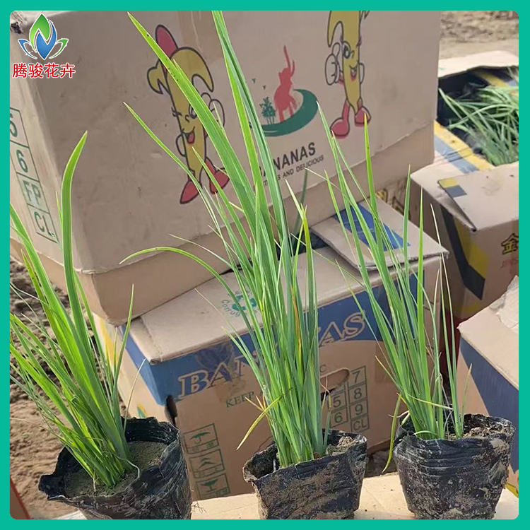 腾骏花卉 马兰花小苗 马蔺种植基地 大量供应