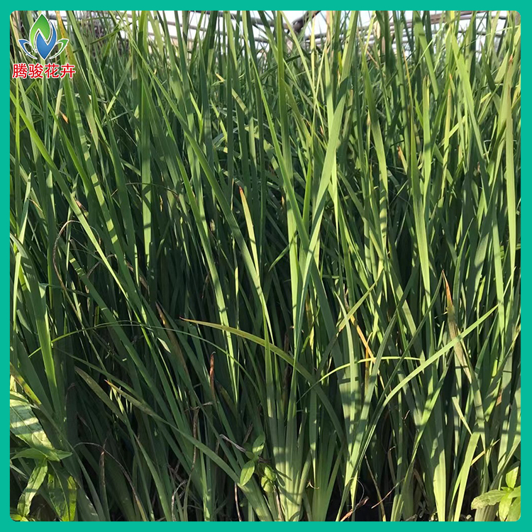 观花植物 马兰 马蔺盆苗 长势好 基地发货