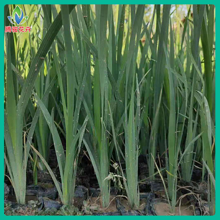 市政绿化花卉马兰杯苗 工程绿化用马兰花 腾骏花卉