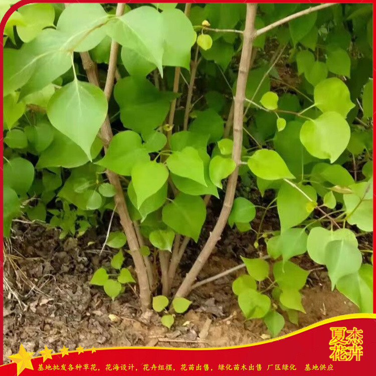 丁香出售 丁香花批发  地栽丁香供应   夏杰花卉