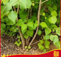 丁香出售 丁香花批发  地栽丁香供应   夏杰花卉