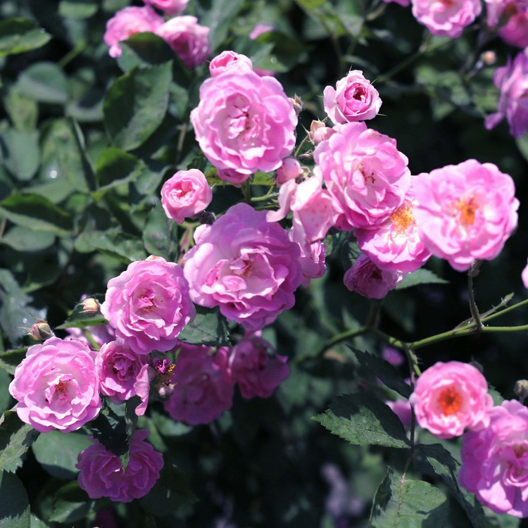 蔷薇花苗出售 蔷薇价格 蔷薇皮批发基地 夏杰花卉