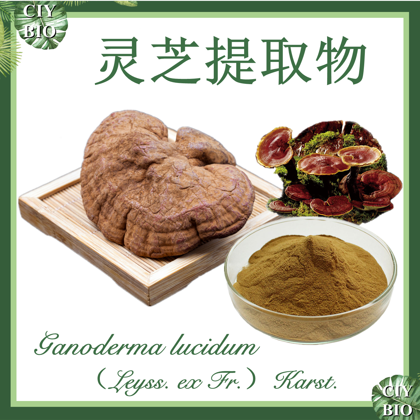 灵芝提取物 10:1 赤灵提取物【SC厂家】 红芝提取物
