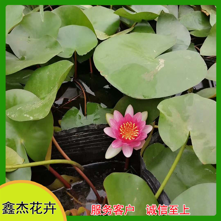 池塘观赏并蒂莲  睡莲供应商   多色系睡莲品种供应