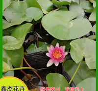池塘观赏并蒂莲  睡莲供应商   多色系睡莲品种供应