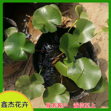 鑫杰花卉  睡莲小苗报价   颜色品种全