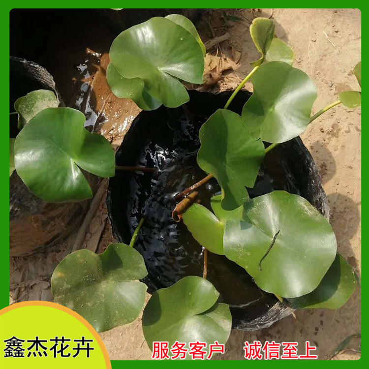 别墅庭院观赏睡莲盆景  睡莲根茎批发   花色靓丽 长势好