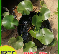 别墅庭院观赏睡莲盆景  睡莲根茎批发   花色靓丽 长势好