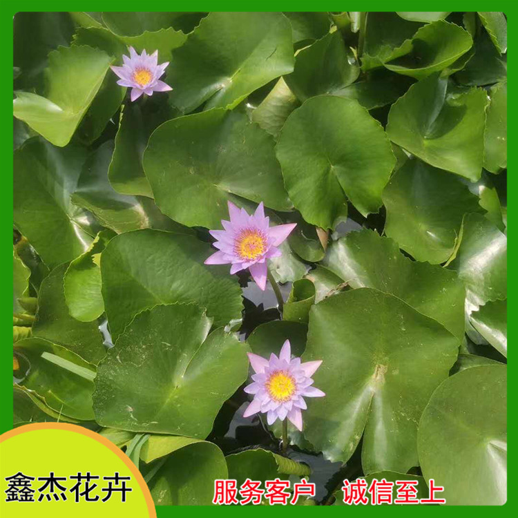 鑫杰花卉  睡莲培育基地   颜色品种全