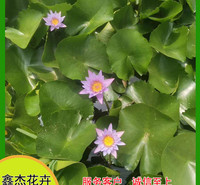 鑫杰花卉  睡莲培育基地   颜色品种全