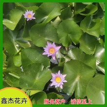 鑫杰花卉  睡莲培育基地   颜色品种全