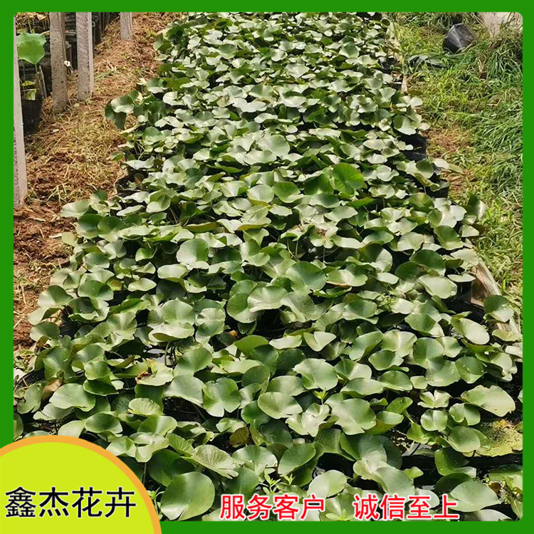别墅庭院观赏睡莲盆景  睡莲供应商   观赏性好