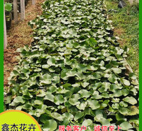 水石盆景睡莲盆栽  睡莲基地直供价格   大型观赏水生植物培育基地