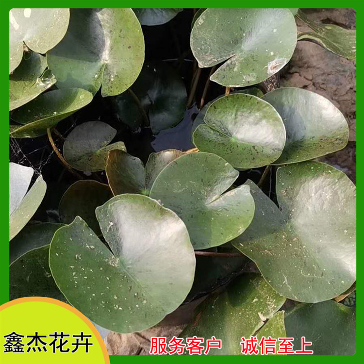 鱼池塘绿化睡莲  工程睡莲小苗   花色靓丽 长势好