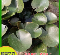 鱼池塘绿化睡莲  工程睡莲小苗   花色靓丽 长势好