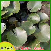 鱼池塘绿化睡莲  工程睡莲小苗   花色靓丽 长势好