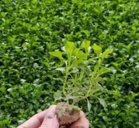 五色草穴盘苗 久顺供应 五色草穴盘苗批发 