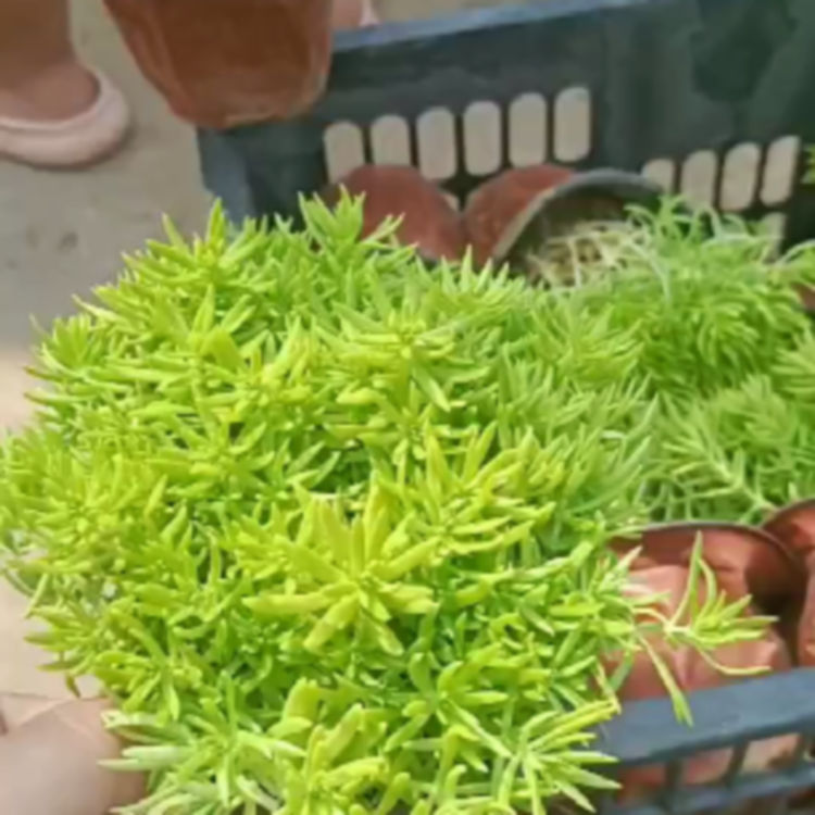 久顺出售金叶佛甲草 金叶佛甲草供应商 期待您的到来