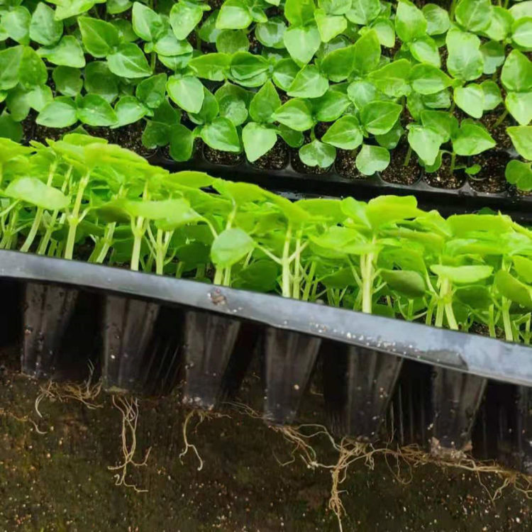 久顺批发非洲凤仙穴盘苗 多色非洲凤仙小苗 量大价优