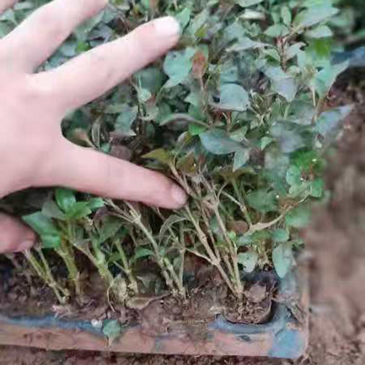 久顺供应五色草穴盘苗 五色草穴盘苗种植基地 量大价优