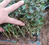 久顺供应五色草穴盘苗 五色草穴盘苗种植基地 量大价优