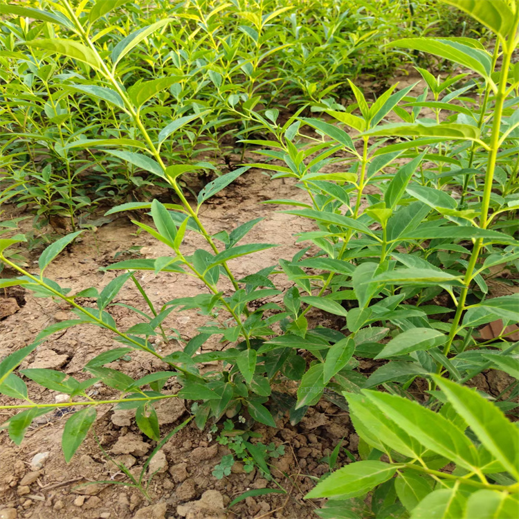 营养杯苗连翘批发基地 庭院价格绿化连翘 树姿优美 江瑞园艺一手货源