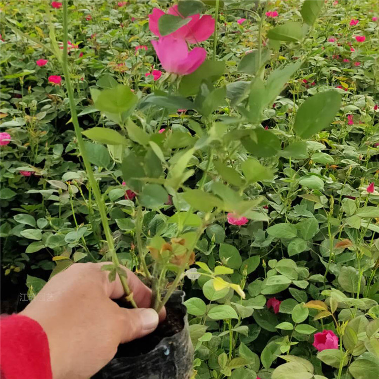 丰花月季基地直发 开花丰花月季南北方均可种植 丰花月季基地现挖 江瑞